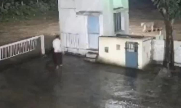 'Rare reverse chase': Man and lion’s chance encounter leaves internet in splits