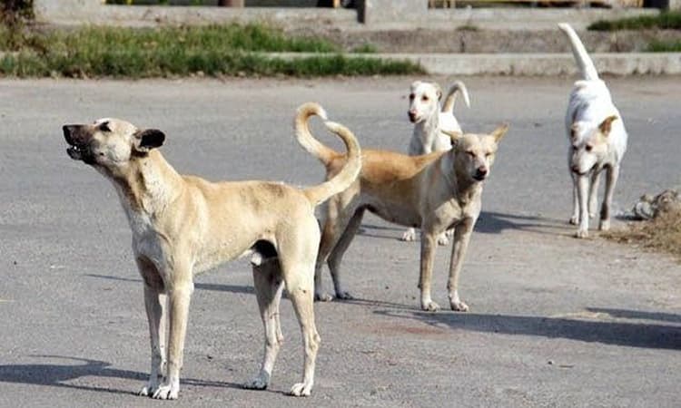 Stray dog bites seven people in Yelandur