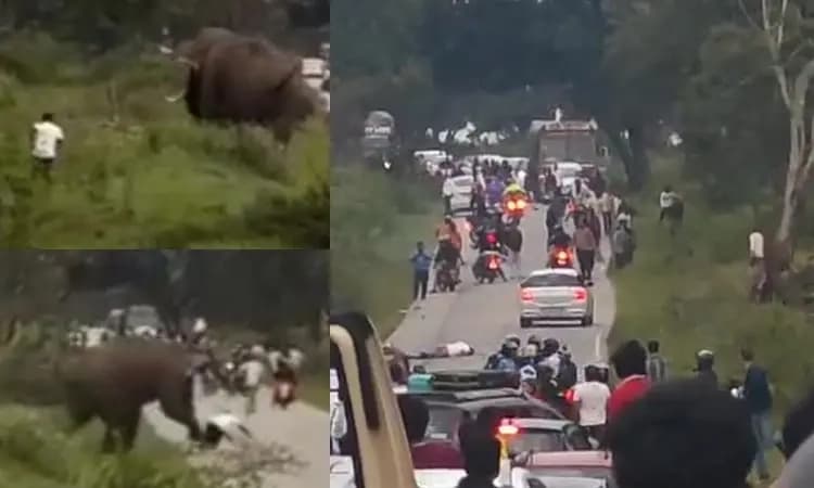 Bandipur: Tourist, who escaped from elephant charge, slapped with Rs 25,000 penalty