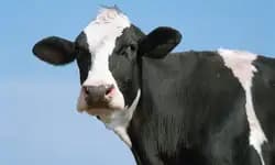 VHP warns of statewide stir in Karnataka against move to ease cattle transport law