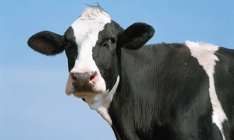 VHP warns of statewide stir in Karnataka against move to ease cattle transport law