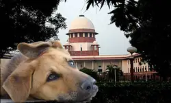 Supreme Court refuses to modify order on removal of stray dogs from public places