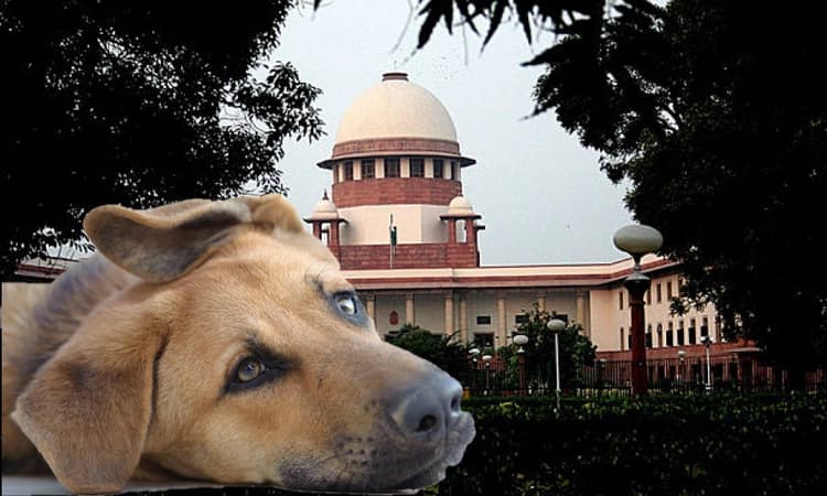 SC bars feeding of stray dogs on streets, asks civic bodies to create dedicated spaces for it