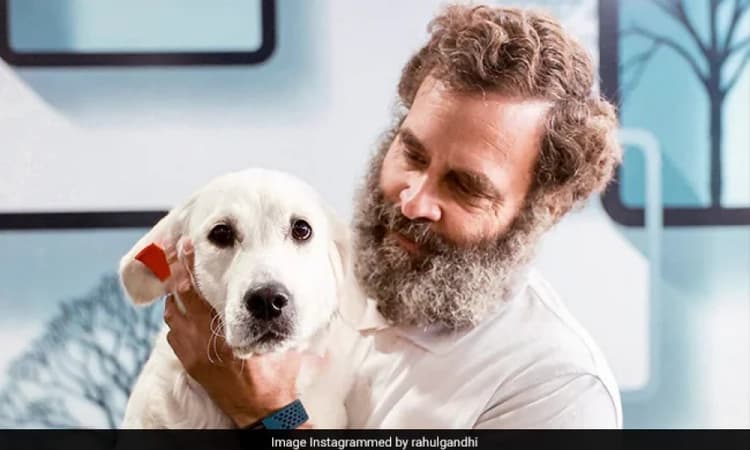 SC order on canines: Rahul a roaming stray politician, says BJP leader