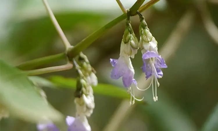 Rare plant species found in Kasaragod forest shows potential for cancer treatment