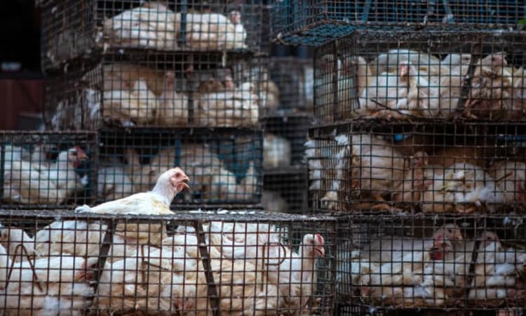 Slaughterhouses, meat shops to remain shut in Sambhajinagar on Aug 15 and 20: Civic body