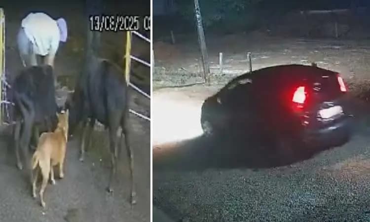 Banakal: Cattle thieves caught on CCTV stealing cow after drugging it in front of hospital