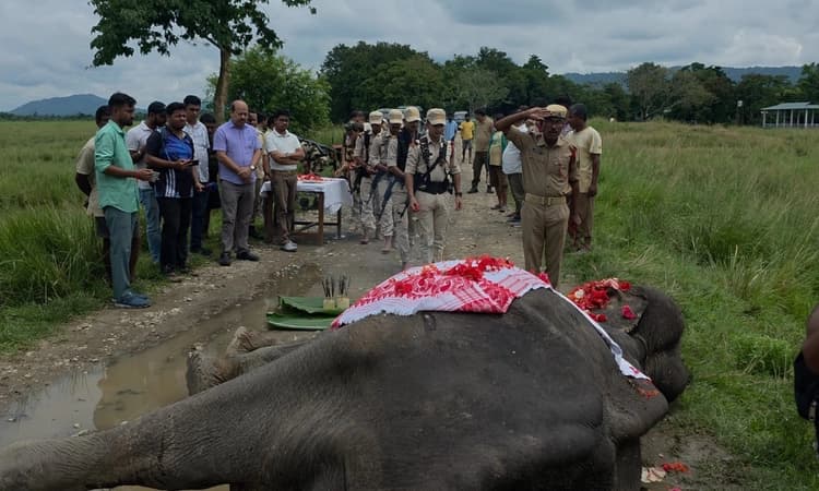 Kaziranga's oldest forest department elephant Mohanmala dead