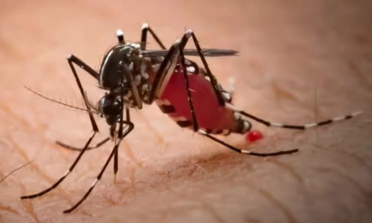 Rains subside, fevers rise; 42 dengue and 17 leptospirosis cases emerge