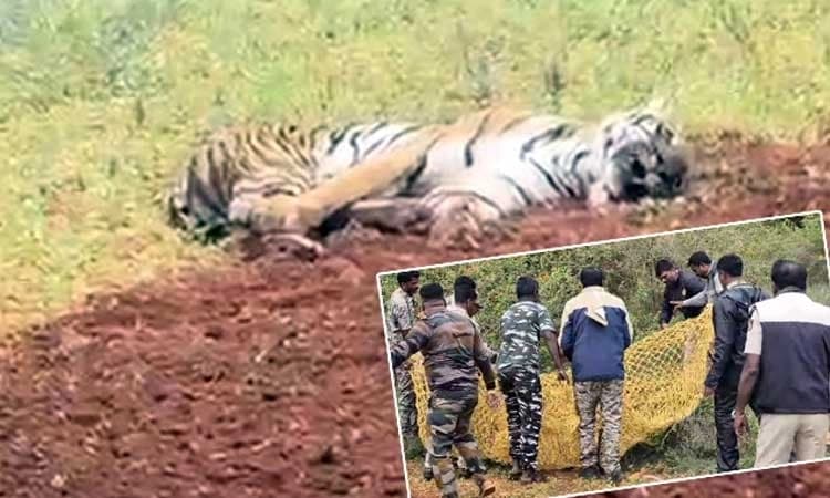 Bandipur: Tiger collapses after getting injured in territorial fight; hunt launched for another tiger