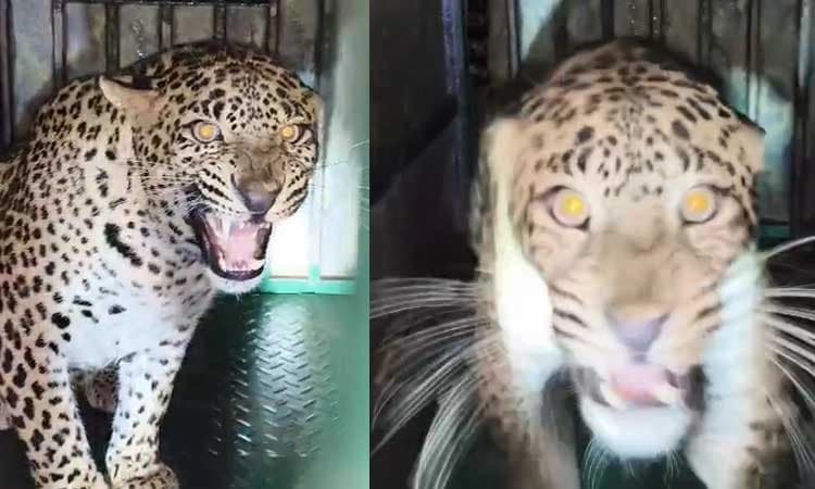 Chikkamagaluru: Leopard trapped, but forest officer’s reckless act sparks outrage