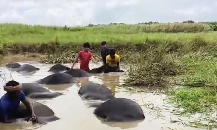 Carcasses of 73 buffaloes found floating in Brahmani river in Odisha