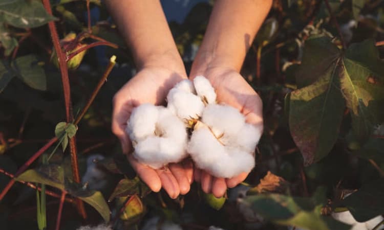 Govt allows duty free import of cotton till Sept 30