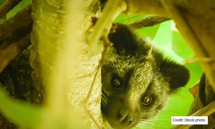 'Unbearable bad smell' halts proceedings at Kerala Chief Justice's court after civets urinate inside room