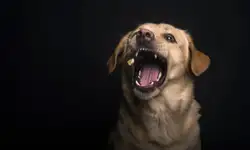 130 people in seven hours: Stray dog goes on biting spree in Maharashtra's Kalyan city
