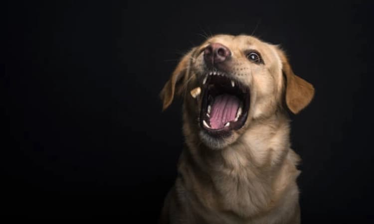 Dog catchers 'attacked' by canine lovers in Rohini