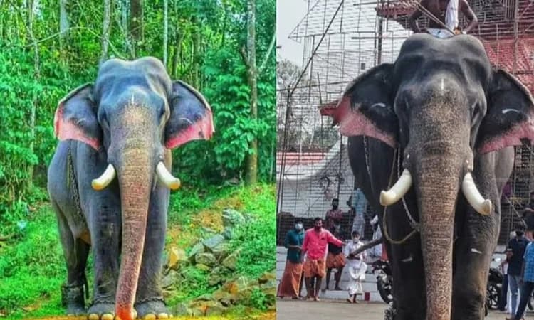 Popular captive elephant Erattupetta Ayyappan dies