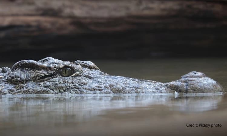 2 women battle crocodiles to save child, husband in separate incidents in UP's Bahraich