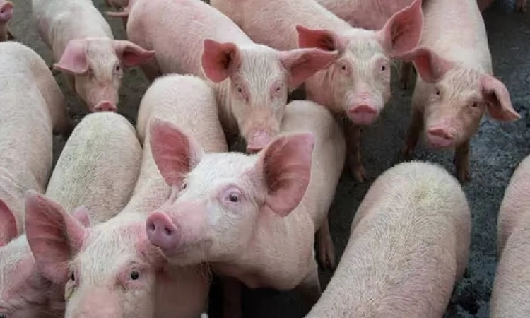 African swine fever confirmed in Karnataka pig farm; 57 pigs culled as 'preventive measure'