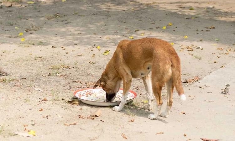 B'luru: Woman feeding stray dogs abused, threatened; five booked