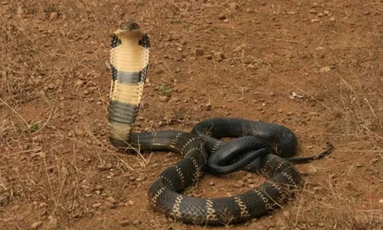 Forest minister orders probe into alleged illegal land deals and activities in Agumbe rainforest