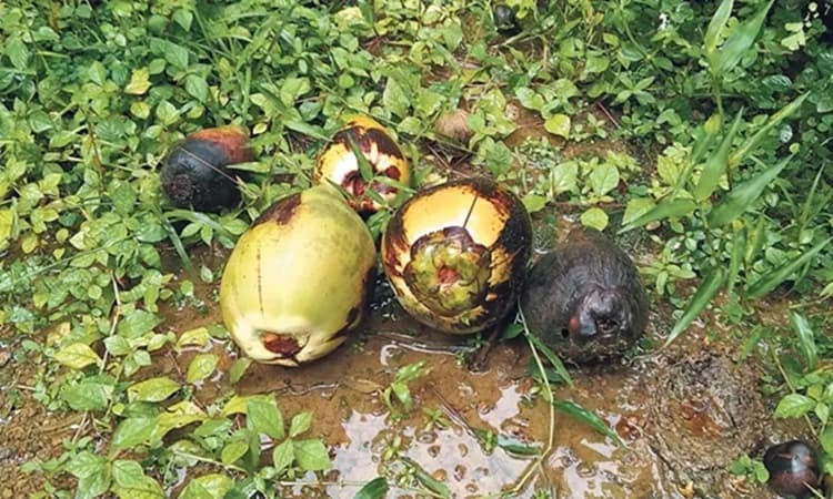 Heavy rains trigger widespread rot disease in arecanut and coconuts in Sullia
