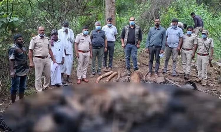 25-year-old tusker found dead in Vadakehalla forest, post-mortem conducted