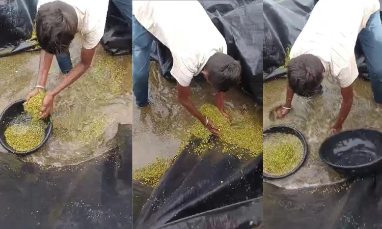 Flooding in Chittapur washes away harvested green gram, farmers distressed
