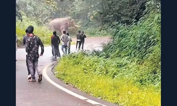 Wild elephants spotted in Charmadi Ghat and Aletty village, causing traffic disruption and crop damage