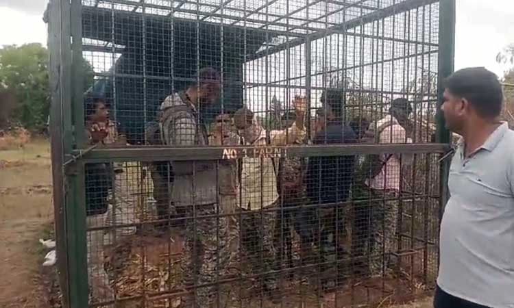 Farmers lock forest officials in cage over tiger menace in Gundlupet