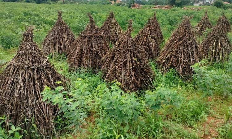 ಮೋಡ ಕವಿದ ವಾತಾವರಣ, ಹತ್ತಿಗೆ ರೋಗ ಬಾಧೆ, ಕಪ್ಪು ಬಣ್ಣಕ್ಕೆ ತಿರುಗಿದ ಎಳ್ಳು, ಸಜ್ಜೆ ಬೆಳೆ