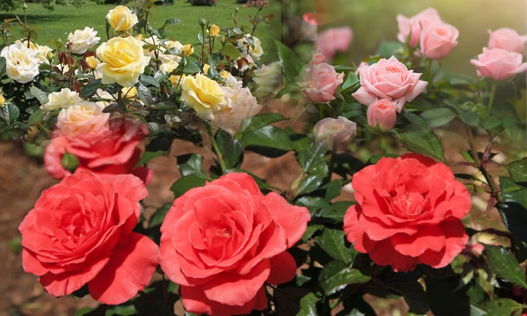 ಗುಲಾಬಿ ಗಿಡದಲ್ಲಿ ದಟ್ಟವಾಗಿ ಹೂವು ಅರಳಲು ಈ ರೀತಿ ಮಾಡಿ...