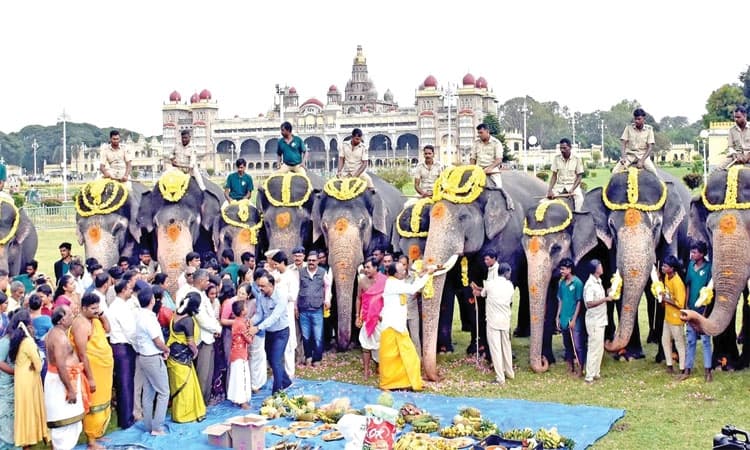Mysuru Dasara:  ಮೈಸೂರು ದಸರೆಗೆ ತಾಲೀಮು ಆನೆಗಳಿಗೆ ಊಟ, ಪಾಠ!