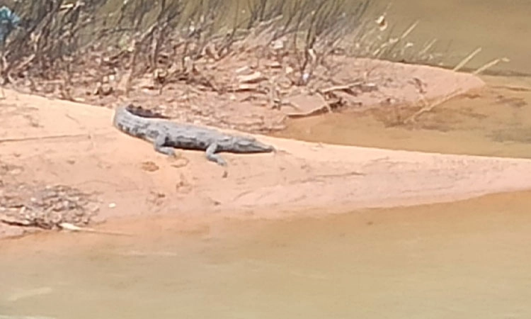 Savanur: ಗೌರಿಹೊಳೆಯಲ್ಲಿ ಮೊಸಳೆ ಪತ್ತೆ ; ಕಾಡಾನೆಯ ಭಯದ ನಡುವೆ ಮೊಸಳೆ ಕಾಟ !