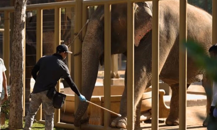 Animal possession case: ರಿಲಯನ್ಸ್‌ ವನತಾರಾ ತನಿಖೆಗೆ ಎಸ್‌ಐಟಿ ರಚನೆ