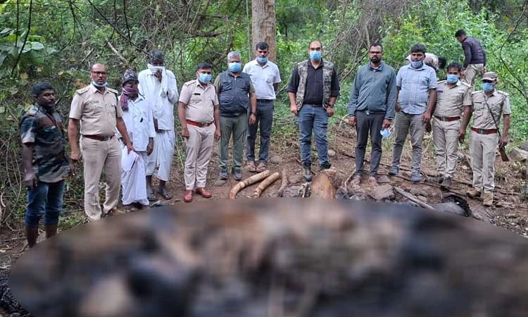 ವಡಕೆಹಳ್ಳ ಅರಣ್ಯದಲ್ಲಿ ಗಂಡಾನೆ ಸಾ*ವು... ಸಿಬ್ಬಂದಿ ಗಸ್ತು ತಿರುಗುವ ವೇಳೆ ಘಟನೆ ಬೆಳಕಿಗೆ