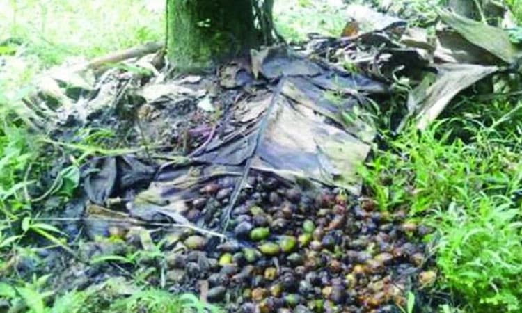 ಹವಾಮಾನ ಆಧಾರಿತ ಬೆಳೆ ವಿಮೆ ಬಿಡುಗಡೆಗೆ ಕ್ರಮಕೈಗೊಳ್ಳಲು ಆಗ್ರಹ