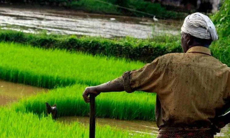 ತೋಟಗಾರಿಕಾ ಬೆಳೆಗೆ ಒಲವು, ಕೃಷಿ ಪ್ರಶಸ್ತಿಗೆ ಕರಾವಳಿ ರೈತರ ನಿರಾಸಕ್ತಿ