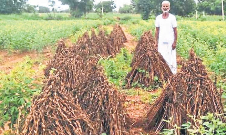 Mudgal: ಜಿಟಿಜಿಟಿ ಮಳೆಗೆ ಬೆಳೆ ಹಾಳು