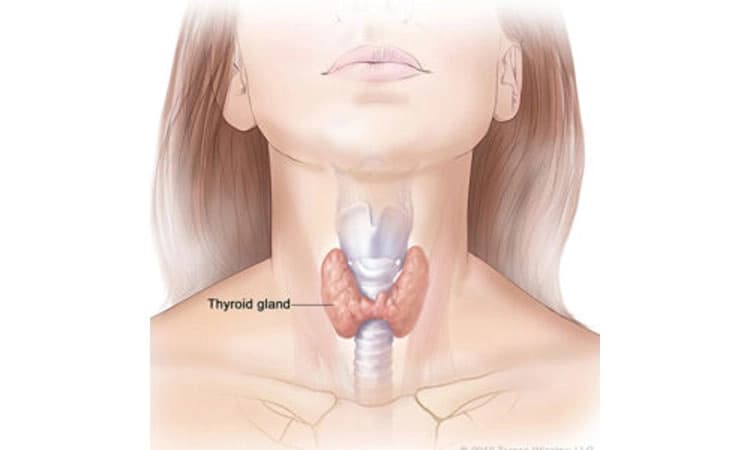 Thyroid: ಥೈರಾಯ್ಡ್: ಪುಟ್ಟ ಗ್ರಂಥಿ; ದೊಡ್ಡ ಪರಿಣಾಮ ‌
