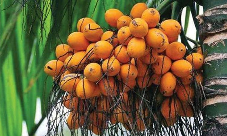 ಅಡಿಕೆ ಆಮದಿನಿಂದ ದೇಶಿ ಮಾರುಕಟ್ಟೆ ಮೇಲೆ ಪರಿಣಾಮವಿಲ್ಲ:  ಕೇಂದ್ರ ಸಚಿವ