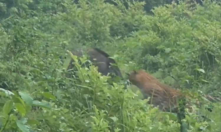 Viral Video: ಕಾಡುಹಂದಿಗೆ ಹೆದರಿ ಓಡಿದ ಚಿರತೆ!: ಅಪರೂಪದ ವಿಡಿಯೋ ವೈರಲ್