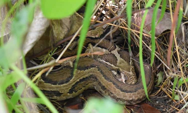 Davanagere: ಹುಲ್ಲು ಕೊಯ್ಯುವ ವೇಳೆ ಕಚ್ಚಿದ ಹಾವು... ರೈತ ಮೃ*ತ್ಯು