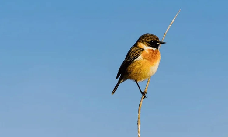 Loneliness: ಒಂಟಿತನಕ್ಕೆ ಮದ್ದಾಗಿದ್ದ ಪಕ್ಷಿ