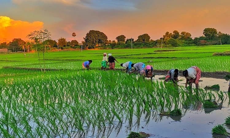 ಕರಾವಳಿಯಲ್ಲಿ ಇನ್ನೂ ಪೂರ್ಣವಾಗದ ಬೇಸಾಯ