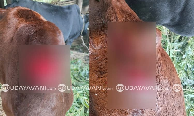 Thirthahalli: ಹಸುವಿನ ಭುಜ ಕಡಿದು ಹೇಯ ಕೃತ್ಯ..!