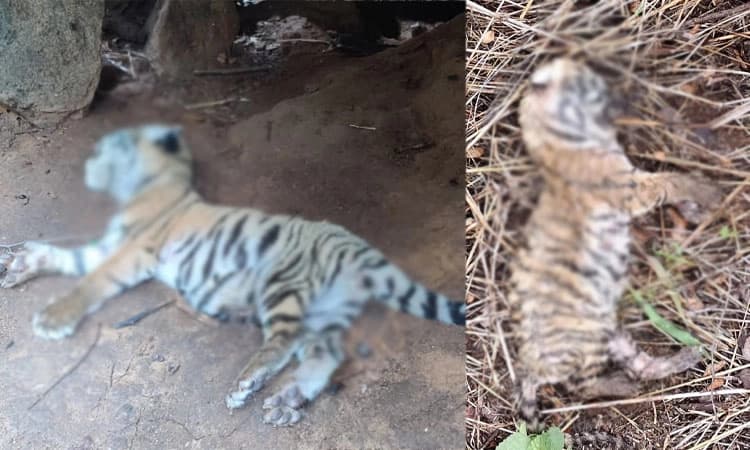 Chamarajanagar: ಹಸಿವಿನಿಂದ ನಿತ್ರಾಣಗೊಂಡು 2 ಹುಲಿಮರಿಗಳ ಸಾ*ವು