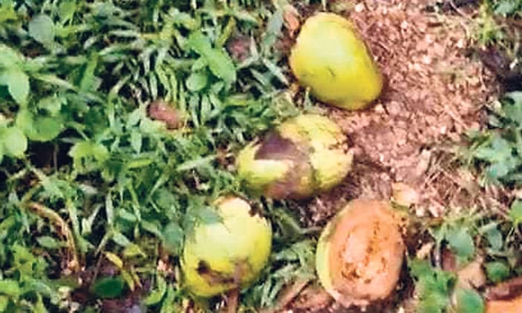 ಕೈಗೆ  ಸಿಗುತ್ತಿಲ್ಲ ತೆಂಗಿನ ಫಸಲು; ಧಾರಣೆ ಇದ್ದರೂ ಆದಾಯ ಇಲ್ಲ !