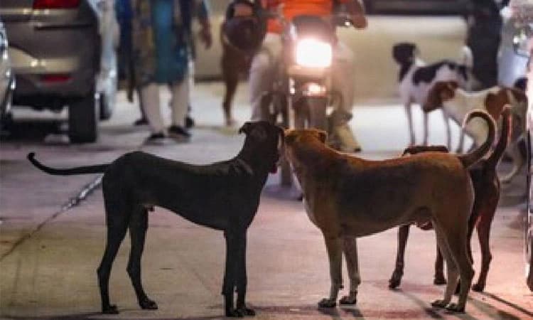 ಬೀದಿನಾಯಿಗಳ ಹಾವಳಿ; ಕಲಾಪದಲ್ಲಿ ಮತ್ತೆ ಪ್ರತಿಧ್ವನಿ