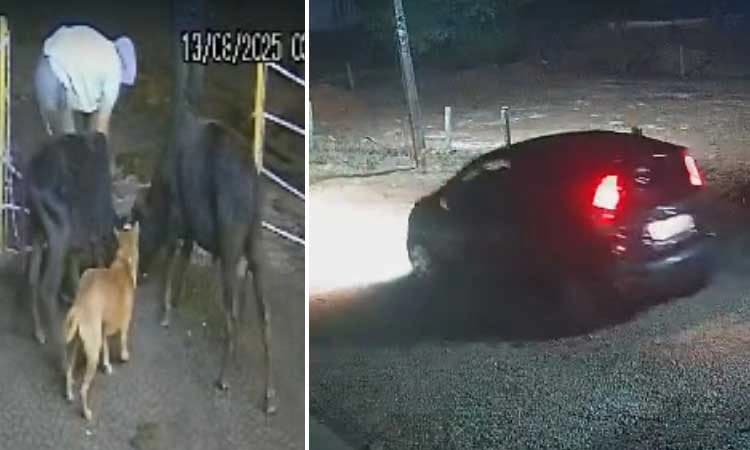 Mudigere: ಬ್ರೆಡ್ ನಲ್ಲಿ ಅಮಲು ಪದಾರ್ಥ ಹಾಕಿ ಗೋ ಕಳ್ಳತನ... ಆಸ್ಪತ್ರೆ ಮುಂಭಾಗದಲ್ಲೇ ಕೃತ್ಯ